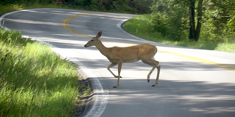Deer-Country-Road