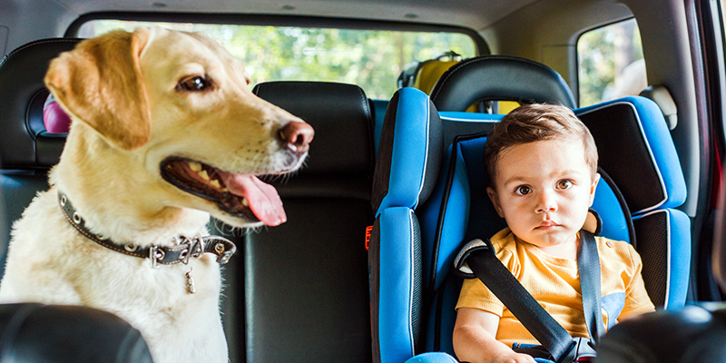 Dog and Baby in Hot Car