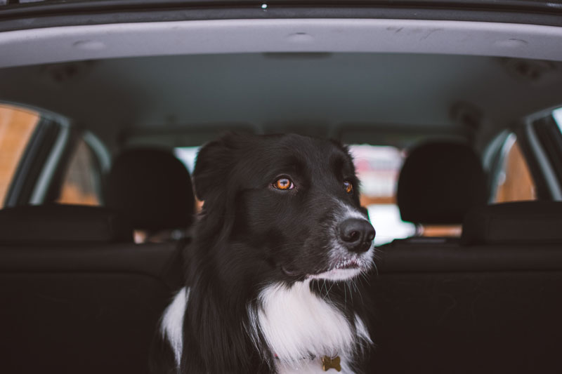 black-and-white-dog-in-car