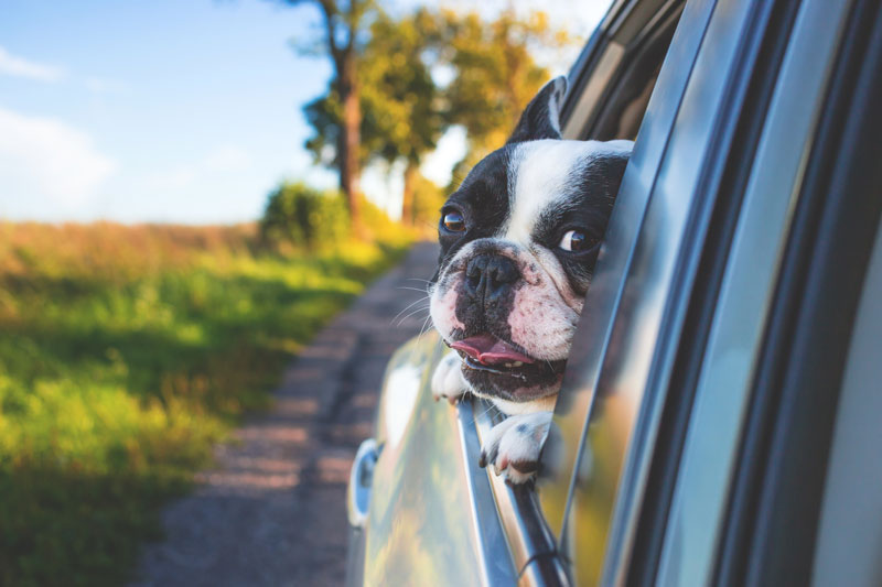 dog-sticking-head-out-the-window-of-car